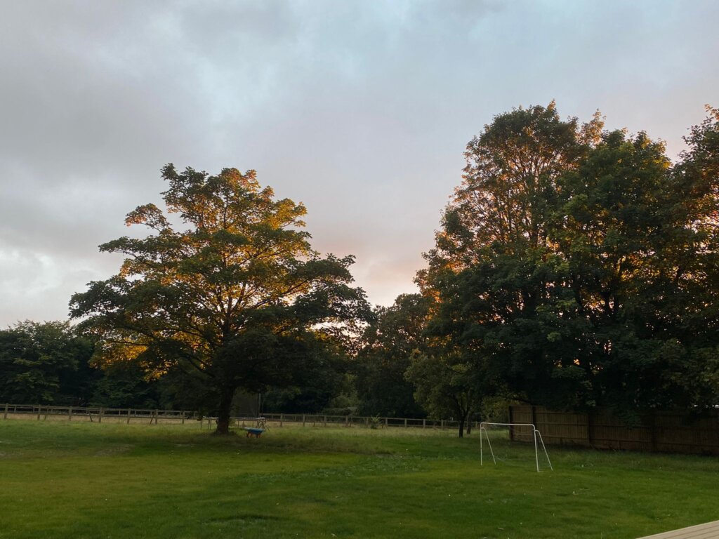 sycamore tree